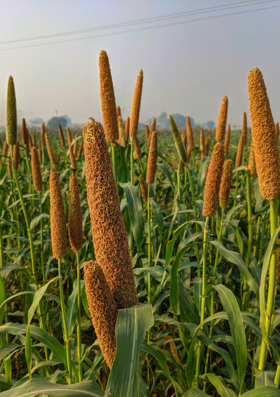 Chena Atta / Proso Millet Flour